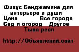 Фикус Бенджамина для интерьера и души › Цена ­ 2 900 - Все города Сад и огород » Другое   . Тыва респ.